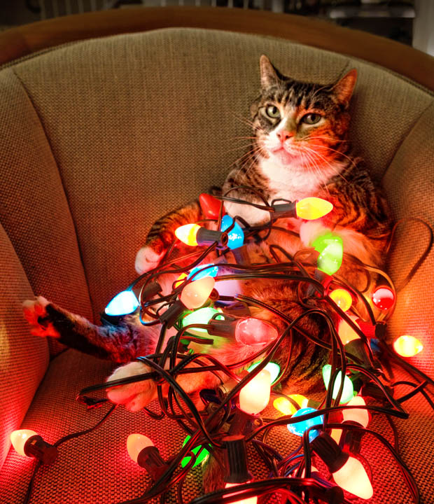 Fat Cat with Chrismas Lights