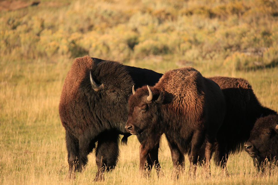 11 Tips to Photograph Wild Animals Without Getting Killed