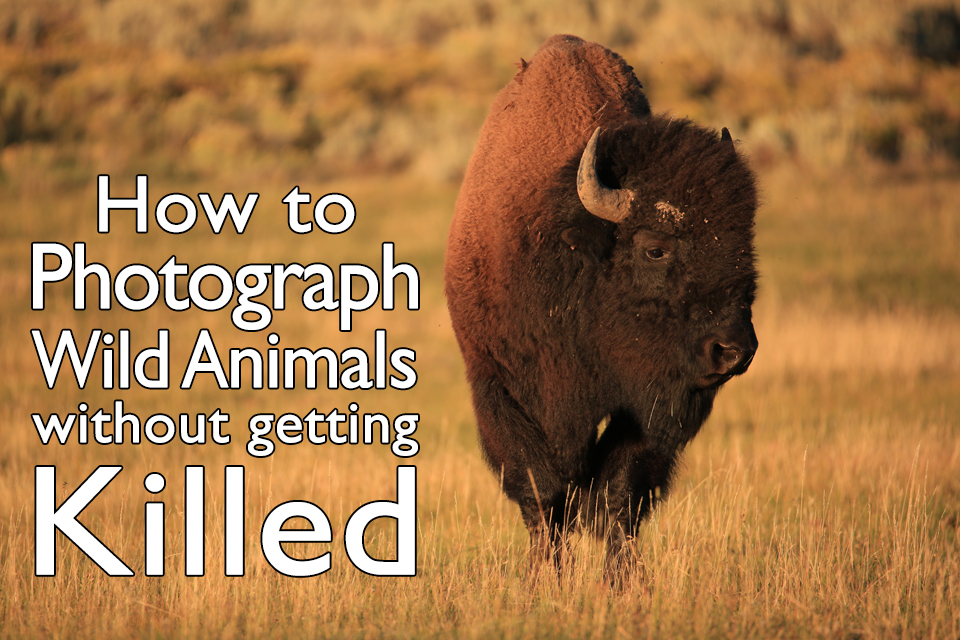 11 Tips to Photograph Wild Animals Without Getting Killed