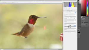 Hummingbird_Blacks