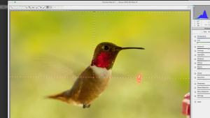 Hummingbird_Gradation