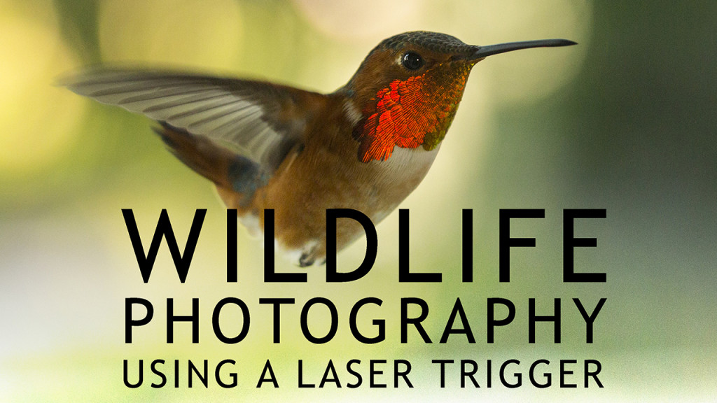 Wildlife Photography with Laser Trigger